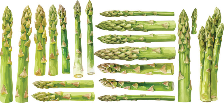 asparagus watercolor clipart	
