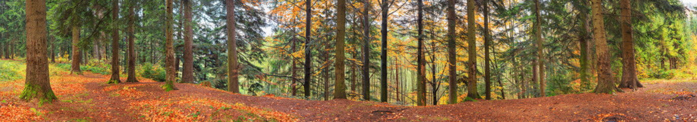 Autumn landscape, panorama, banner - view of autumn forest in mountainous area in early morning, Carpathians, Ukraine