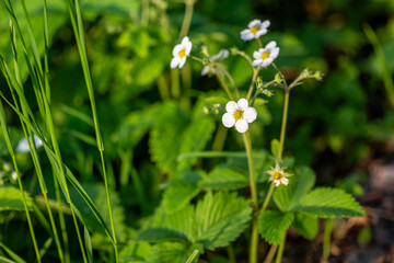 young green leaves and berries of strawberries on a sunny day