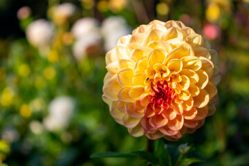 Yellow orange dahlia flower on green bokeh background. Autumn blossom fall garden. Dahlia ball...
