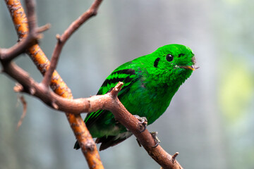Lesser Green Broadbill (Calyptomena viridis) - Commonly Found in Southeast Asia