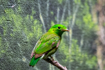 Lesser Green Broadbill (Calyptomena viridis) - Commonly Found in Southeast Asia