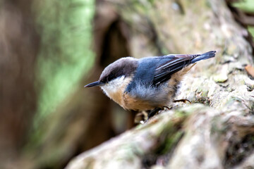 Pygmy Nuthatch (Sitta pygmaea) - Spotted in Golden Gate Park, San Francisco