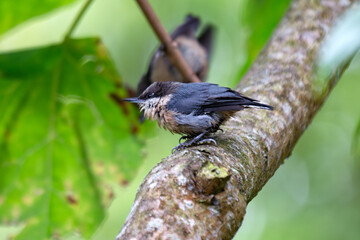 Pygmy Nuthatch (Sitta pygmaea) - Spotted in Golden Gate Park, San Francisco