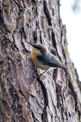 Pygmy Nuthatch (Sitta pygmaea) - Spotted in Golden Gate Park, San Francisco
