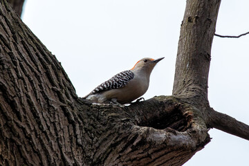 Red-bellied Woodpecker (Melanerpes carolinus) - Spotted in Central Park, New York