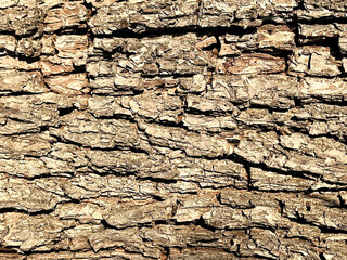 brown tree bark texture background
