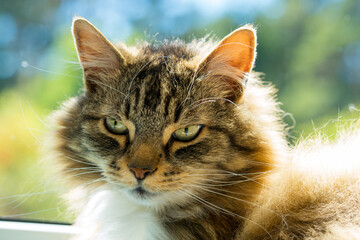 Regal Long-Haired Cat Gazing at Camera. Stunning portrait of a domestic cat with luxurious fur and intense expression.
