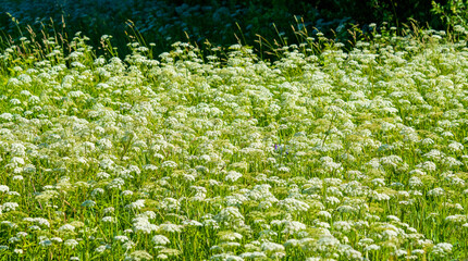 Serene Landscape of Wild Carrot Flowers in Full Bloom. Expansive Field of Dainty Umbels Creates Ethereal Natural Tapestry