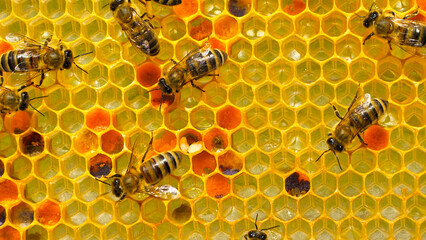 In the center you can see a cell with two lumps of pollen. 
Harvesting pollen for feeding young bees. 