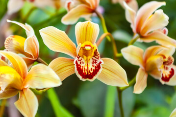 Golden Boat Orchids Showcasing Delicate Petals and Vibrant Centers. Cluster of Cymbidium Blossoms...