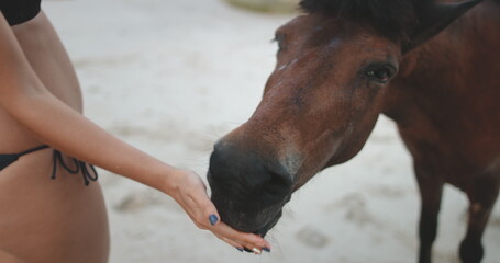 Obraz premium A close-up shot of a person gently petting a horse in Thailand, captured in . The persons hand is softly caressing the horses head, showing a tender interaction between human and animal.