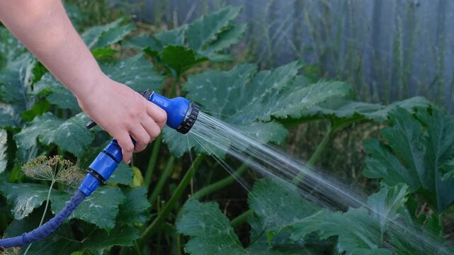 Woman watering zucchini plants with a hose in the garden