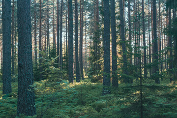 Las o zachodzie słońca © Pavlo