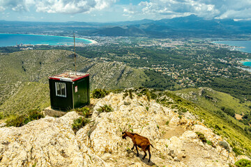 Wanderung zum Berg und Aussichtspunkt Talaia d'Alcúdia
 mit einen fantastischen Ausblick auf die Bucht von Alcúdia auf der Balleareninsel Mallorca - Spanien