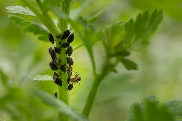 Black bean aphids infestation. Ants tending to aphids colony on a flower stem. Aphids and ants...