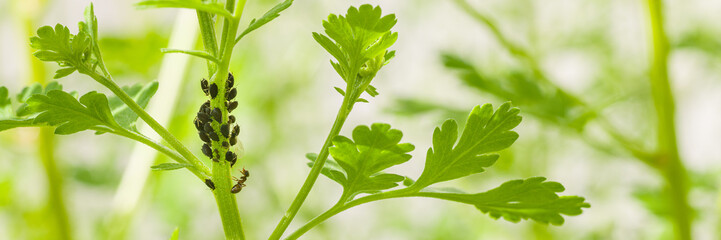 Black bean aphids infestation. Ants tending to aphids colony on a flower stem. Aphids and ants...