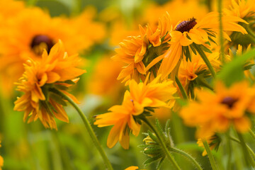 Rudbeckia Goldilocks. Rudbeckia hirta. Blooming rudbeckia goldilocks flower bed.