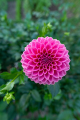 Pink Sylvia dahlia flower. Beautiful bright pink colored ball variety dahlia close up.