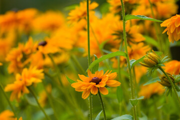 Rudbeckia Goldilocks. Rudbeckia hirta. Blooming rudbeckia goldilocks flower bed.