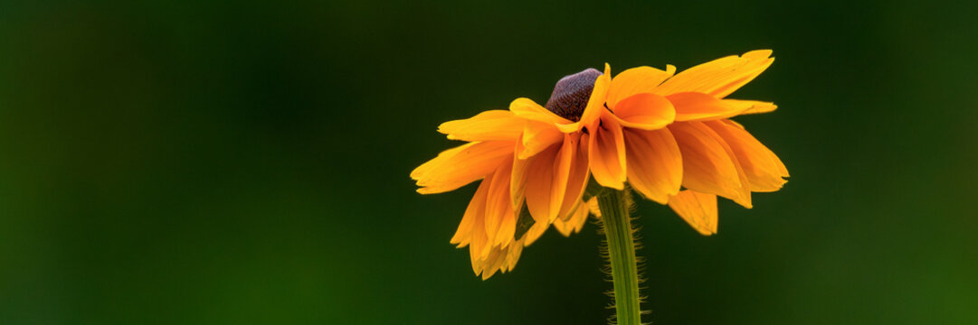 Rudbeckia Goldilocks. Rudbeckia hirta. Blooming rudbeckia goldilocks flower bed.