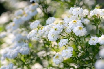 Young Feverfew plants in full bloom. Tanacetum parthenium. Feverfew is used as a filler flower in cottage style bouquets.