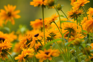 Rudbeckia Goldilocks. Rudbeckia hirta. Blooming rudbeckia goldilocks flower bed.