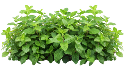 Bush of peppermint ,herb,Flower bush shrub tree plant isolated tropical jungle plant  on white background.