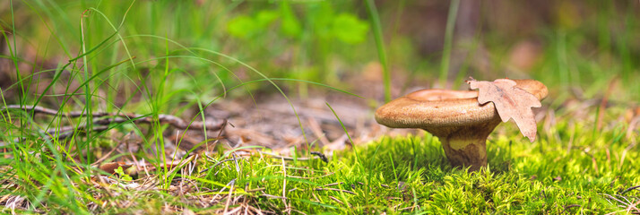Close-up view of mushroom, banner - Lactarius deliciosus, in low grass and moss in a forest