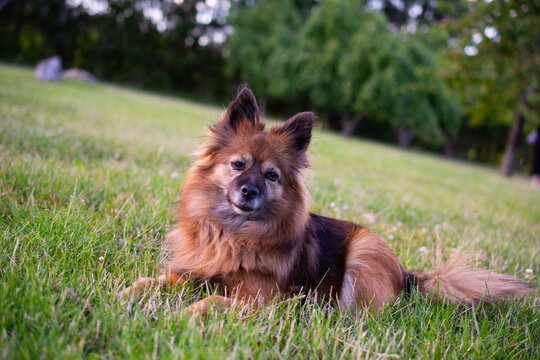 Pies rasa Paperanian