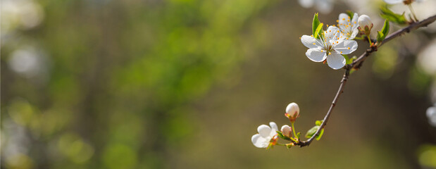 Spring background, banner - flowers of plum tree, selective focus, close up with space for text