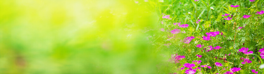 Obraz premium Summer landscape with blooming bloody geranium in the meadow on a sunny day. Horizontal banner with copy space for text