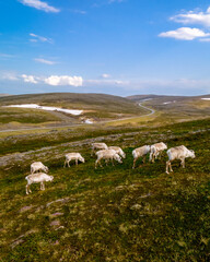Fototapeta premium A herd of reindeer graze on a lush green hillside in Norway. A winding road snakes through the landscape, leading towards distant snow-capped peaks. North Cape or Nordkapp, Norway