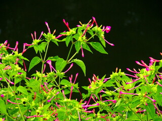 黒背景の白粉花の蕾