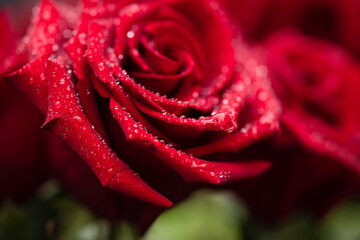 red rose with dew drops on petals, floral background
