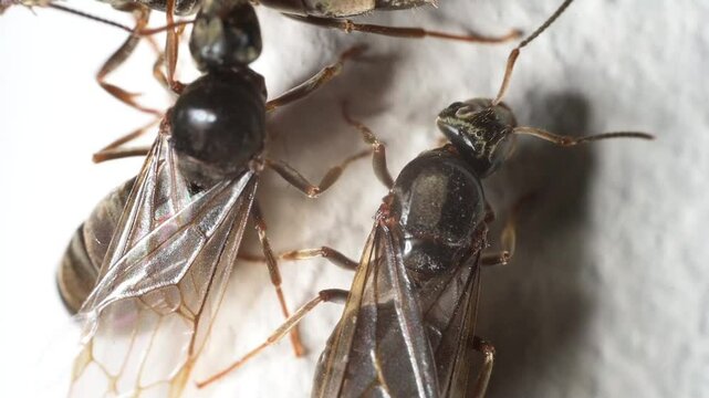 Winged Black Garden Ants (Lasius niger) in extreme closeup. July, Kent, UK [Slow motion x5]