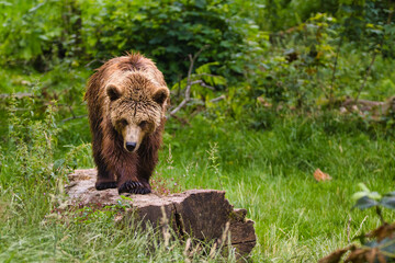 Junger Braunbär in natürlicher Umgebung