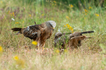 Milan royal,.Milvus milvus , Red Kite