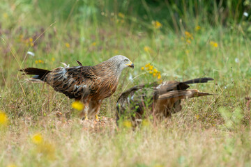 Milan royal,.Milvus milvus , Red Kite