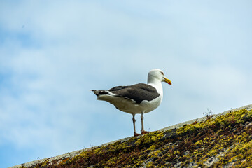 Ein entspannter Strandtag vor der Bucht von St Ives im wunderschönen Cornwall - Vereinigtes Königreich