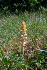Orobanche à petites fleurs, Orobanche minor