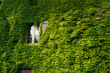 maison, vigne vierge, Parthenocissus quinquefolia