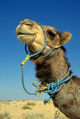 Dromadaire,.Camelus dromedarius