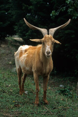 Chévre, race naine rove