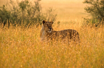 Lionne, Lion, femelle, Panthera leo, Masai Mara, Kenya