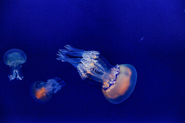  jellyfish float gracefully against a deep blue background