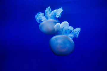 Fototapeta premium jellyfish float gracefully against a deep blue background