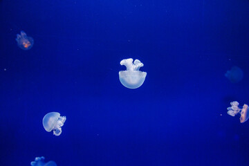  jellyfish float gracefully against a deep blue background