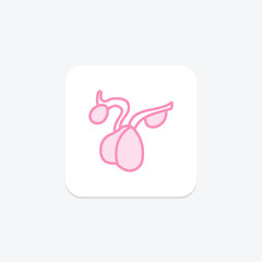 Pituitary Gland duotone line icon , vector, pixel perfect, illustrator file