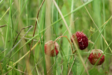 Wild Strawberry Growing in Grass